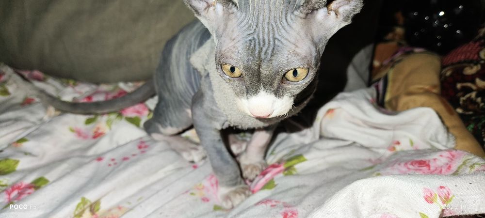Котёнок породы Сфинкс-эльф