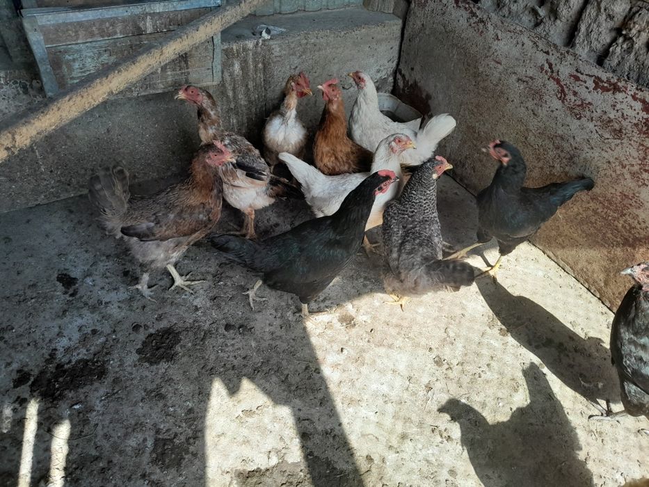 Продам домашний куры