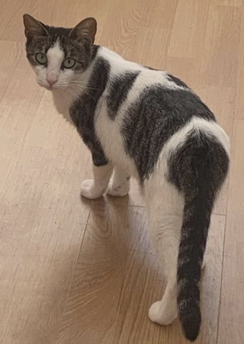 Pisicuta pentru adoptie, pisicuta superba,pisica de adoptat, pisica