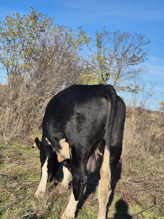 Бик за разплод или клане