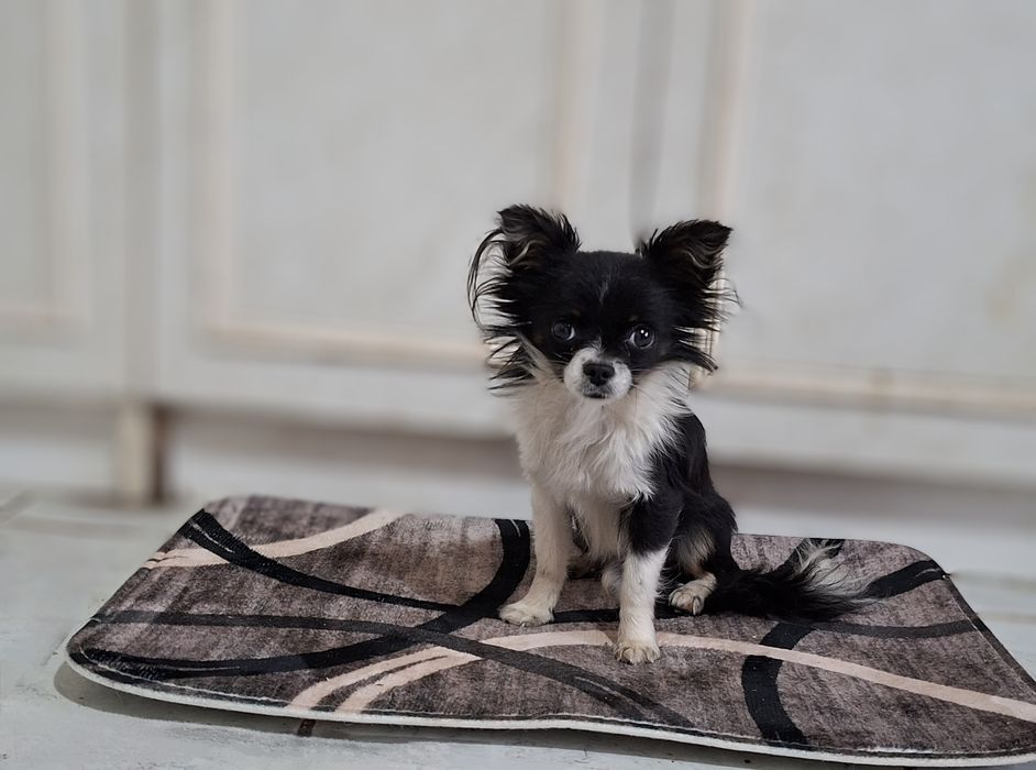 Чихуахуа момиче.