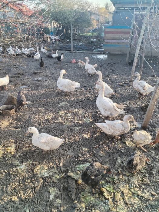 Rațe și gâște de vânzare