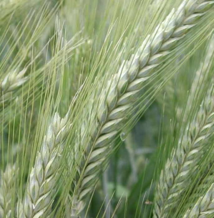 Vand seminte de Triticale , selectate si tratate pt semanat