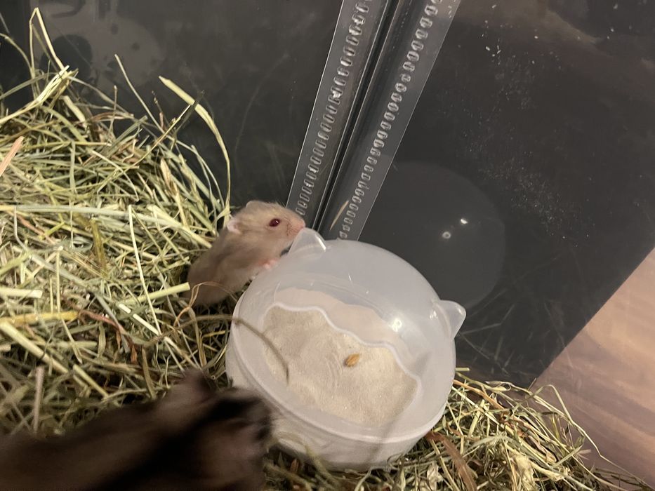 Hamster pitic de vanzare!
