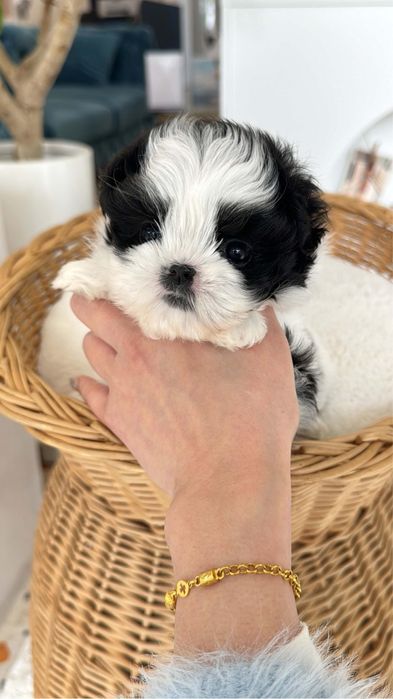 Bichon havanez superb