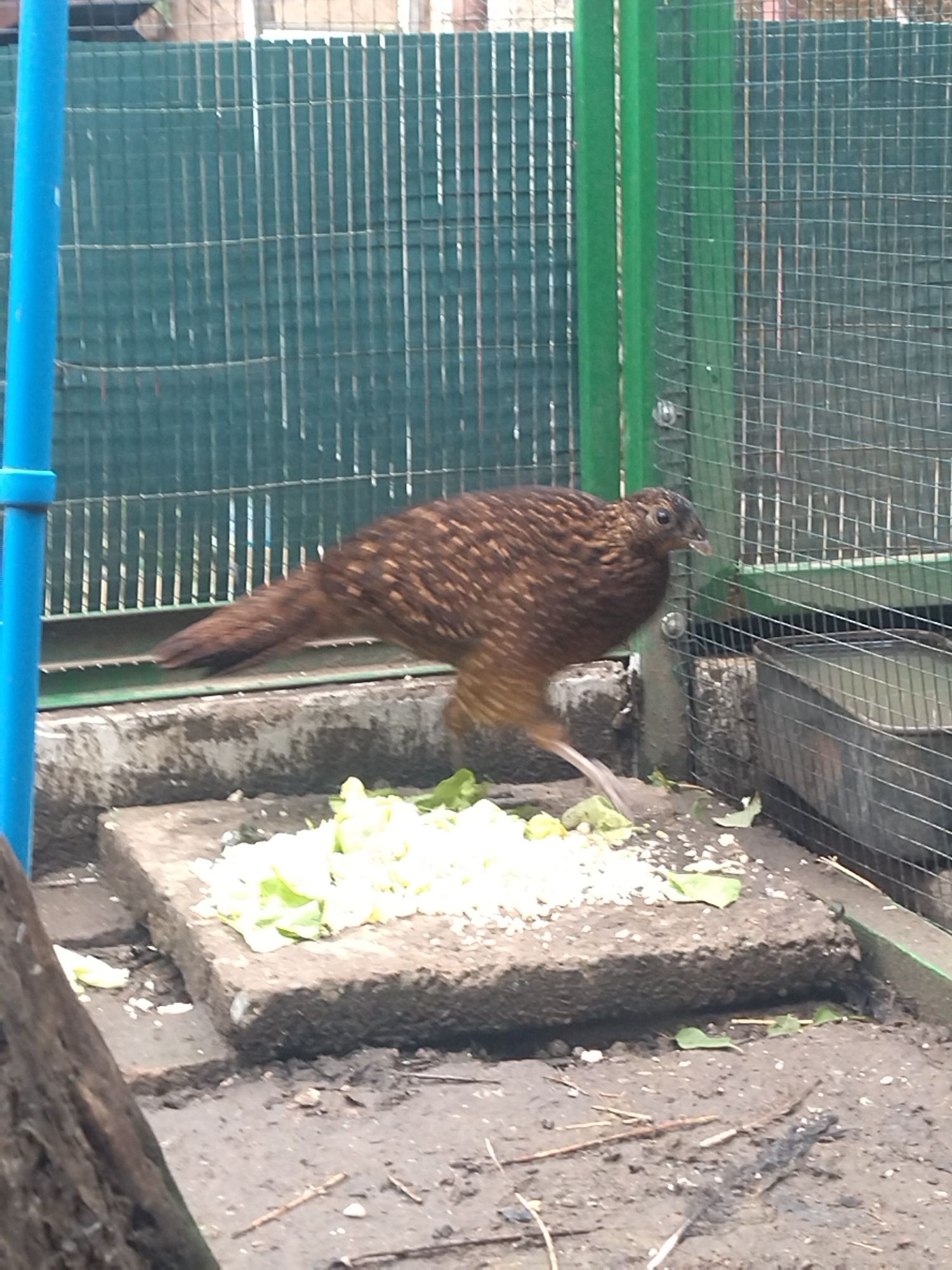 Făzăniță tragopan satyr