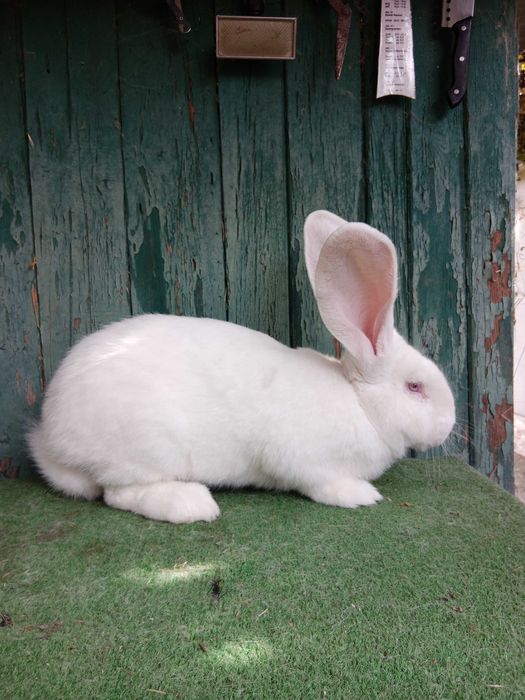 Бели великани свободни