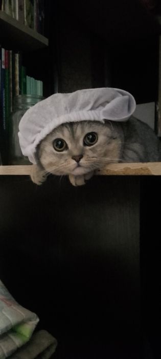 Вязка кот пародистый