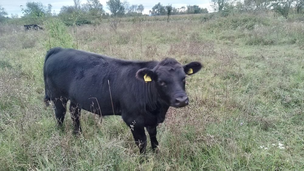 Vând vitei Angus cu vârsta între 8 și 10 luni