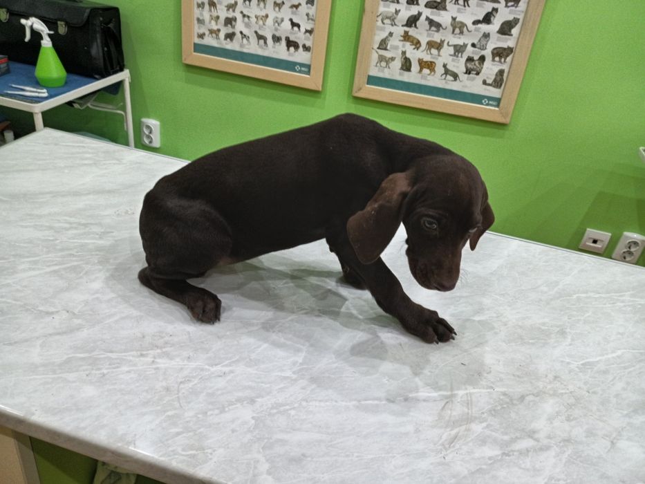 Продавам  кученца