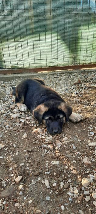 Adopție femela 2 luni