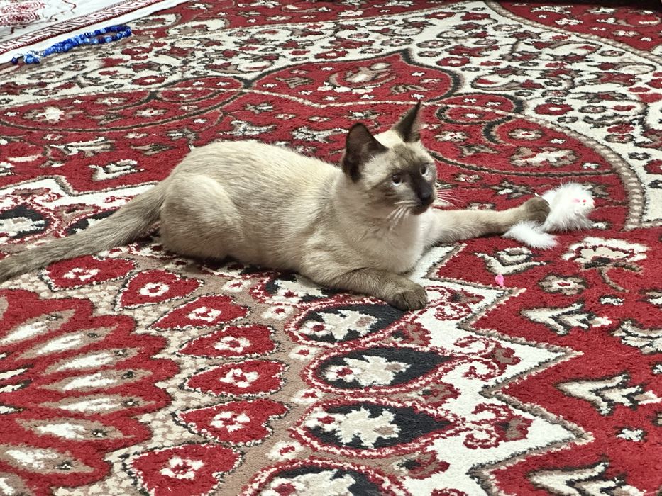 Mushuk sotiladi, кот продается.