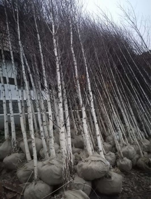 Mesteacan,tei,platan,stejar la cele mai bune preturi+transport gratuit