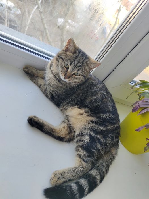 Отдам котенка в добрые руки