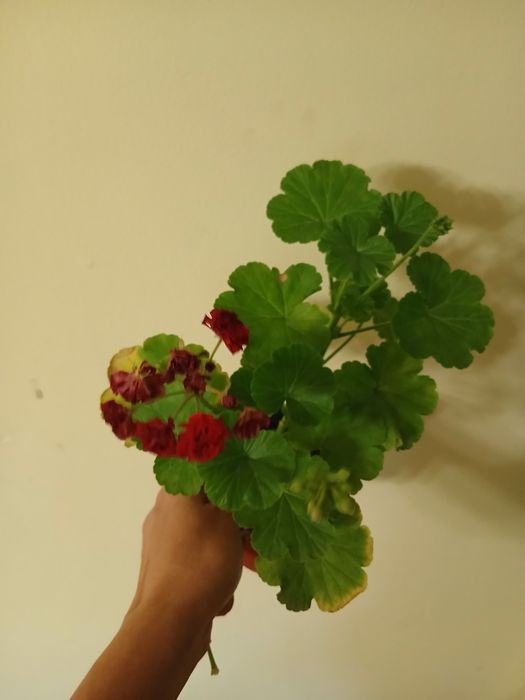 Герань розебудная продам