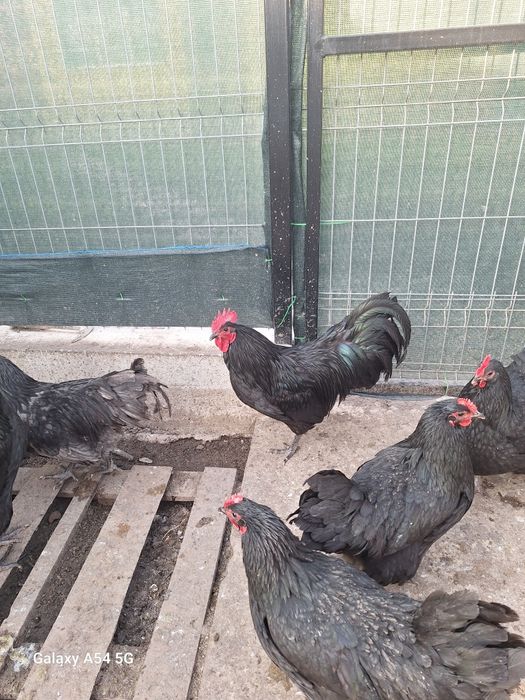 Vand doua familii rasa Australop