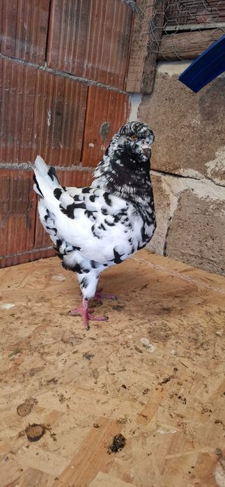 Porumbei king de vanzare