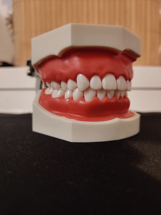 Model dentar 28 dinți Nissin - Arcade dentare