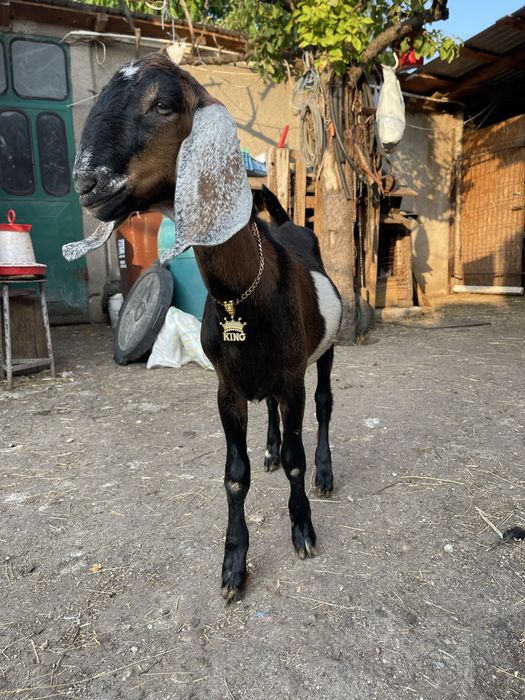 Vand tap anglonubian din parinti cu pedigree de slovacia