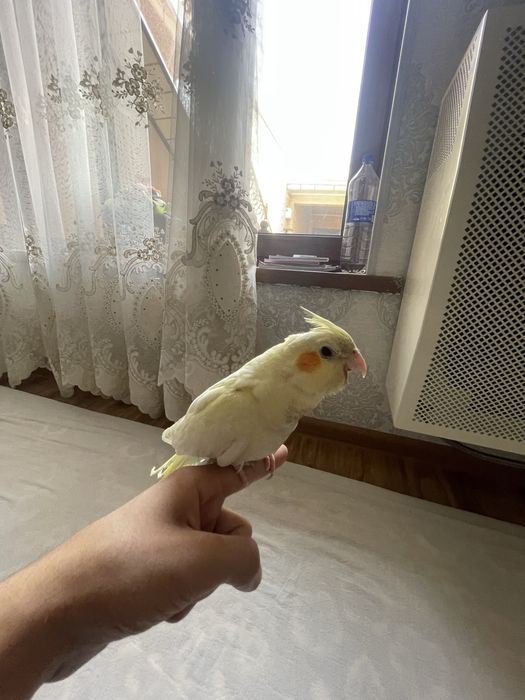 Карело сотилади!