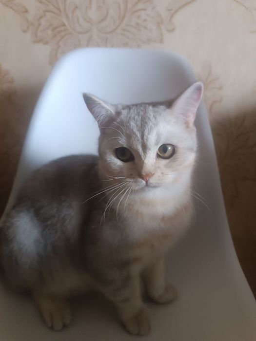 Продам кота