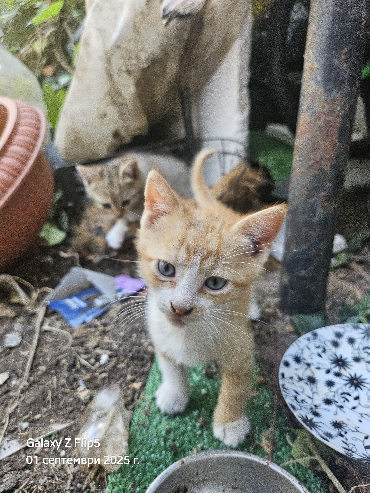 Подарявам котета