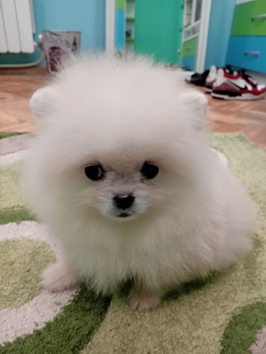 Померан мини - мъжко