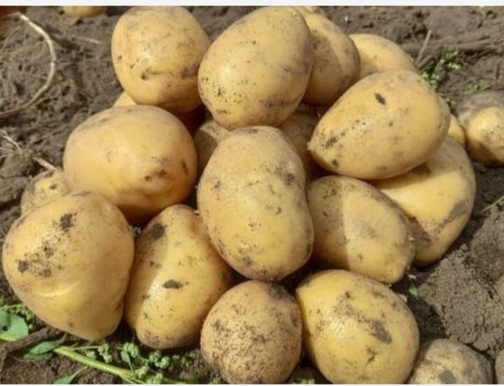 Продаю домашний картофель, сорт Гала.