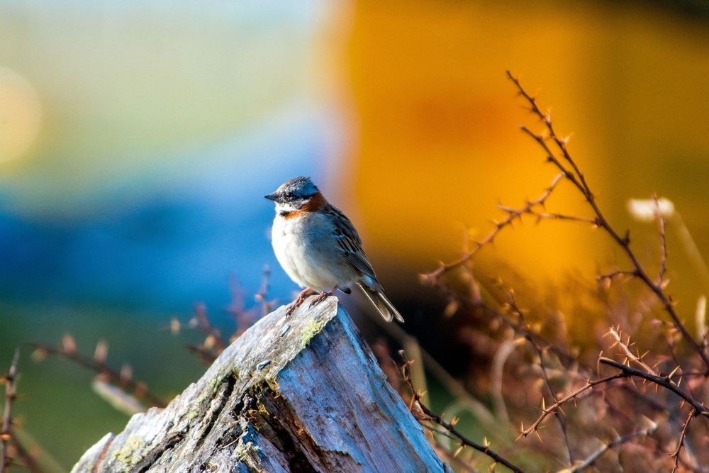 Nikon AF 80-400mm f/4.5-5.6D ED VR Nikkor обектив Никон