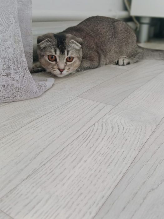 шотландский вислоухий