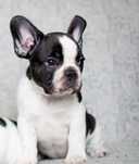Pui bulldog francez
