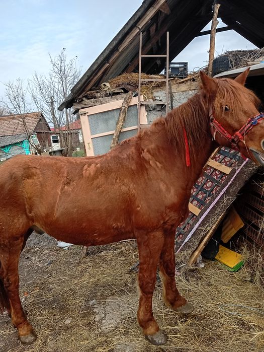 Cal castrat de vânzare