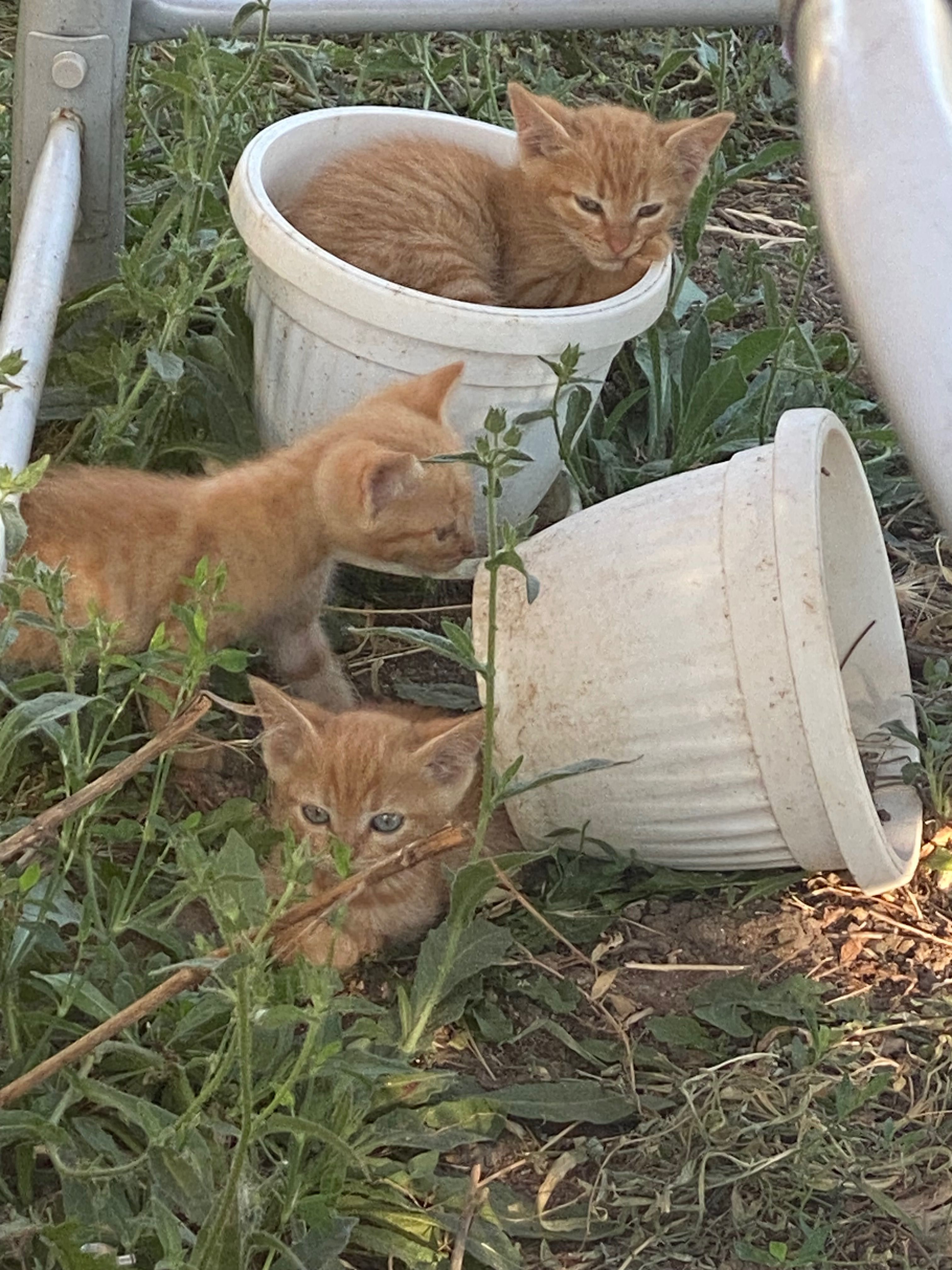 Подарявам малки котета