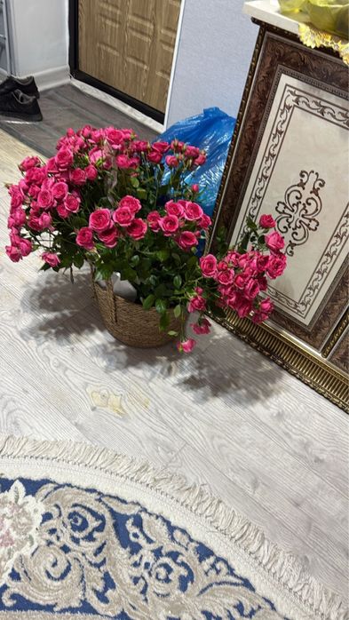 продам цветы все по 5000