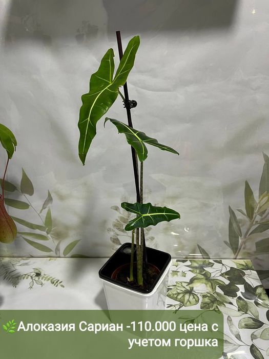 Алоказия сариан, Филодендрон крокодил, Филодендрон сильвер, Диффинбахи