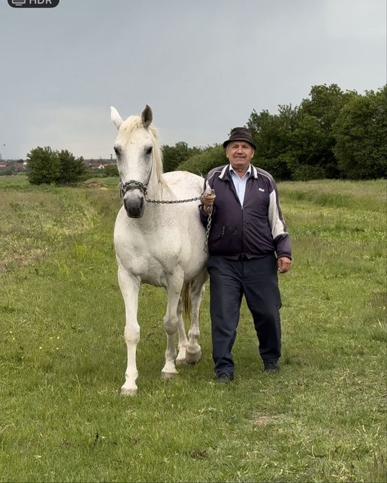 Cal de Vanzare pret negociabil