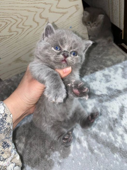 Котята  Скотиш смешани