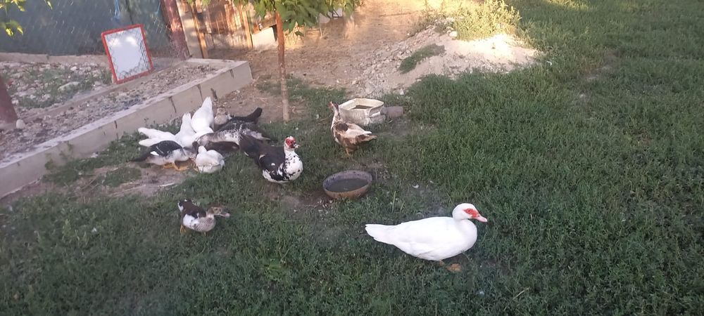 Rațe leșești - mute