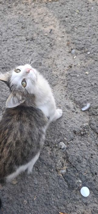 Бесплатно домашние кошечки