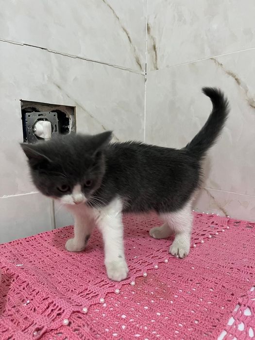 Британский котенок, девочка