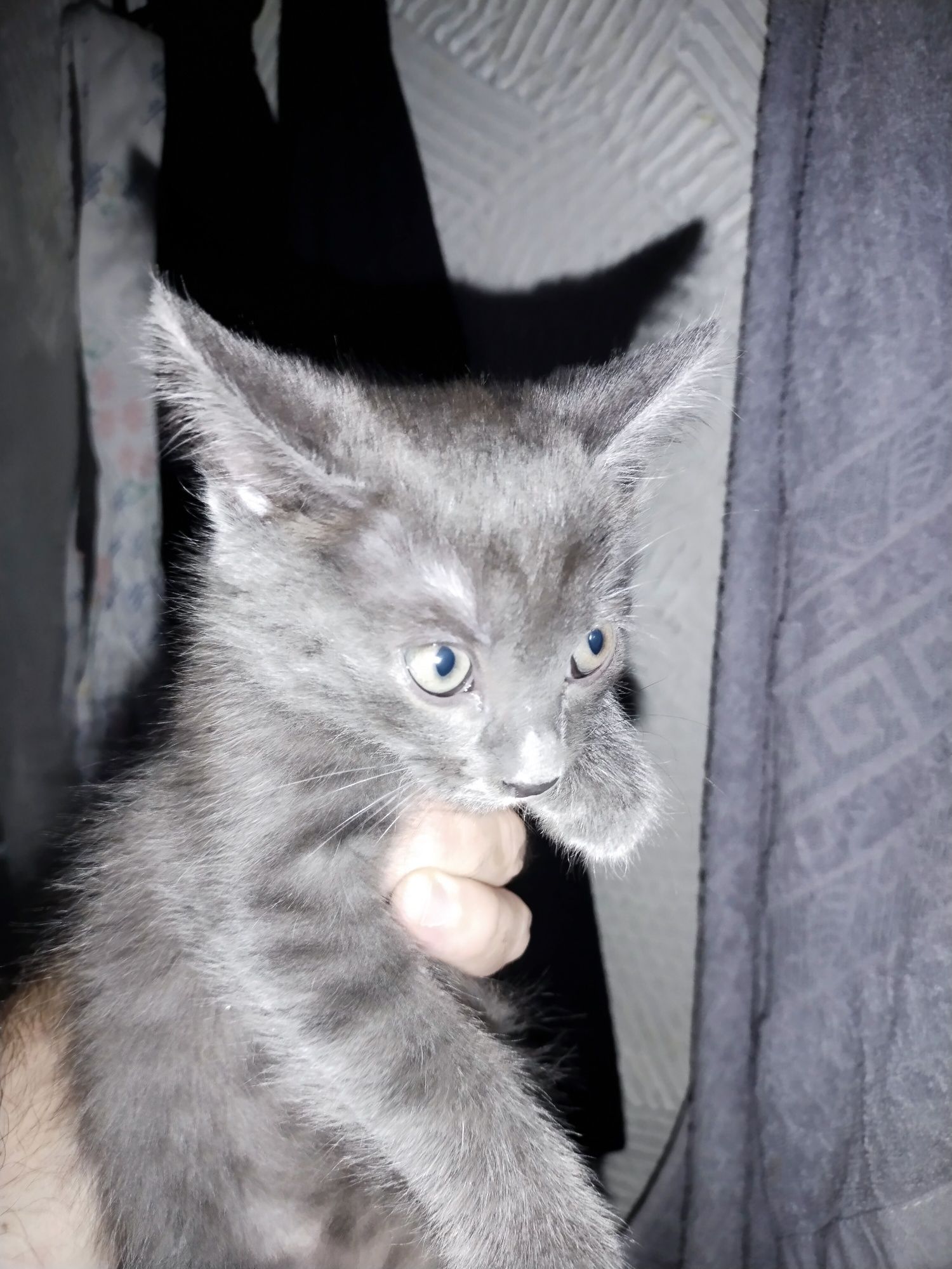 Котенок мальчик бесплатно