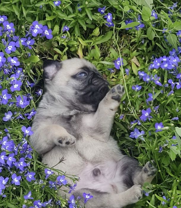 Продам щенков мопса