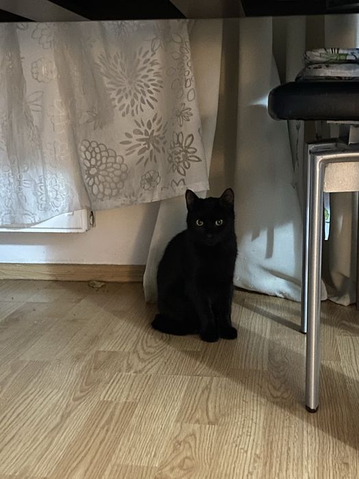 Doi motanei de 5 luni spre adoptie