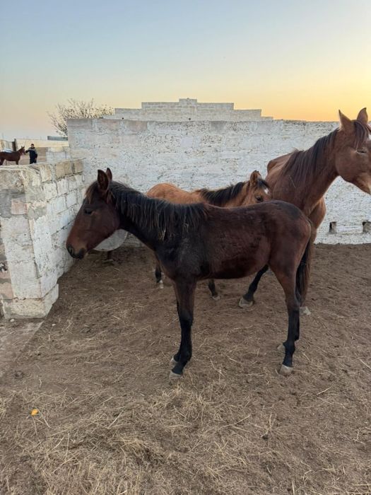 Жабағы сатылады тазақан