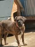 Vând o femela  cane corso