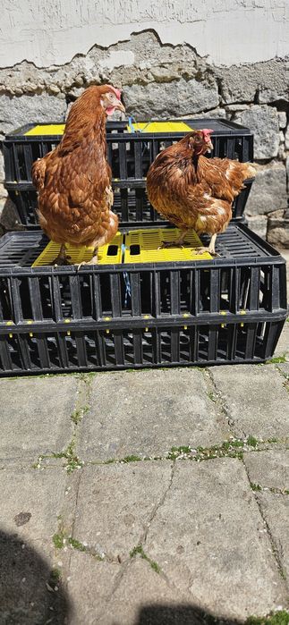 Продавам кокошки носачки ломан бронз за яйца промоция