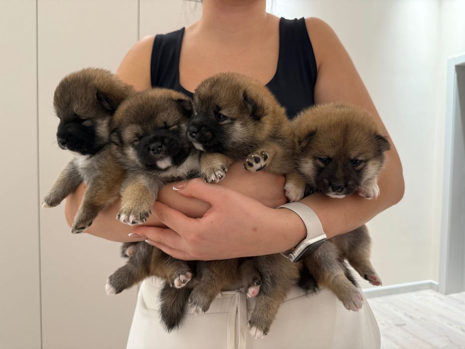 Продаются высоко породные щенки Сиба.