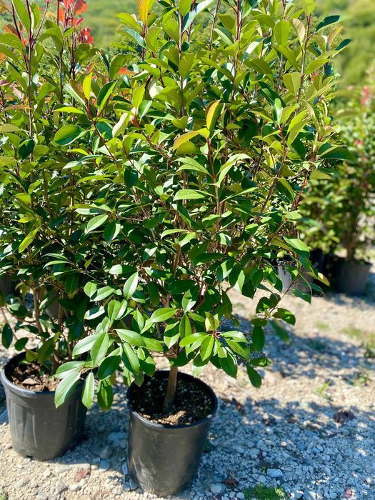 Plante ornamentale variate pentru un decor natural
