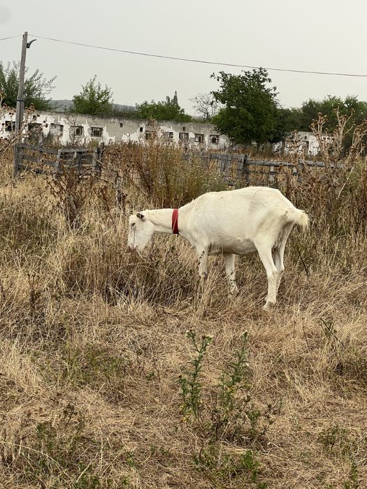 O capra saanen raspa pura