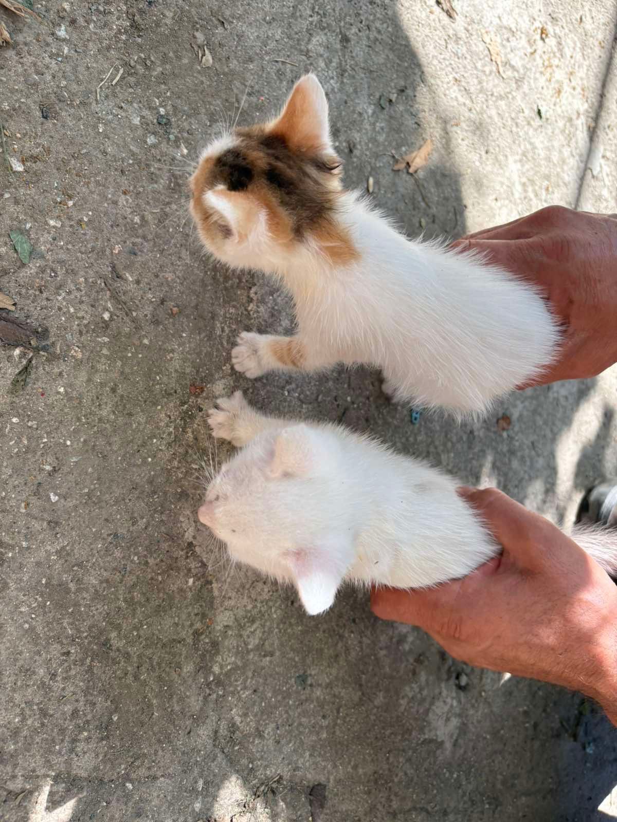 Подарявам малки котенца